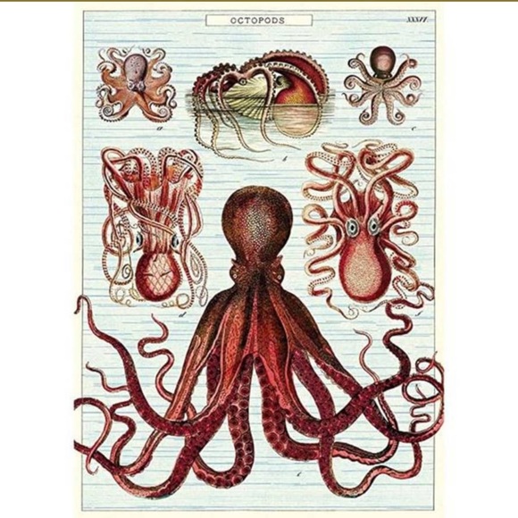 Cavallini & Co. Octopods Vintage Science Chart Octopus Image Poster - NWT - Picture 4 of 9